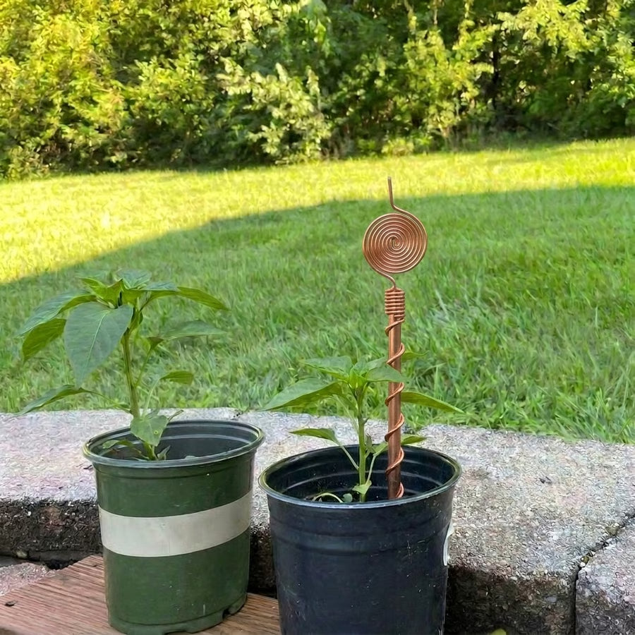 Both pots planted the same morning.
